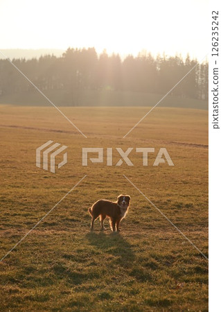 Dog is standing in a field of grass Dog is standing in a field of grass 126235242