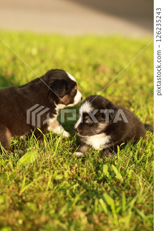 Two puppies are playing in the grass Two puppies are playing in the grass 126235243