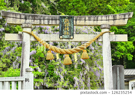 Wisteria flowers at Isobe Shrine, Himi City, Toyama Prefecture 126235254