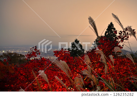 Kanto: Pilgrimage to Mt. Oyama to see the autumn leaves, Oyama Afuri Shrine, illuminated and Japanese silver grass, evening view towards Enoshima, Isehara City, Kanagawa Prefecture (2) 126235282