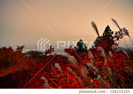 Kanto: Pilgrimage to Mt. Oyama to see the autumn leaves, Oyama Afuri Shrine, illuminated and Japanese silver grass, evening view towards Enoshima, Isehara City, Kanagawa Prefecture (3) 126235283