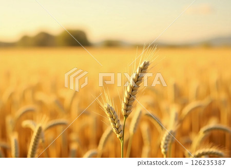 Golden wheat stalks stand tall against a backdrop of soft sunlight, creating a tranquil atmosphere in the countryside as day transitions to dusk Generative AI Golden wheat stalks stand tall against a backdrop of soft sunlight, creating a tranquil atmosphere in the countryside as day transitions to dusk Generative AI 126235387