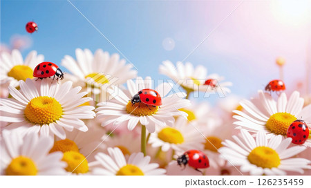 Ladybug on a daisy flower 126235459