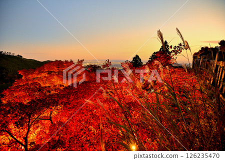 Kanto - Pilgrimage to Mt. Oyama to see the autumn leaves - Mt. Oyama Afuri Shrine, illuminated autumn leaves and the evening view towards Enoshima - Isehara City, Kanagawa Prefecture (9) 126235470