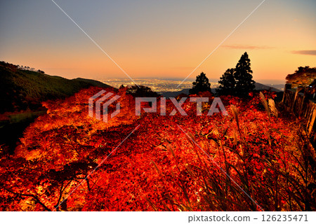 Kanto - Pilgrimage to Mt. Oyama to see the autumn leaves - Mt. Oyama Afuri Shrine, illuminated autumn leaves and the evening view towards Enoshima - Isehara City, Kanagawa Prefecture (10) 126235471
