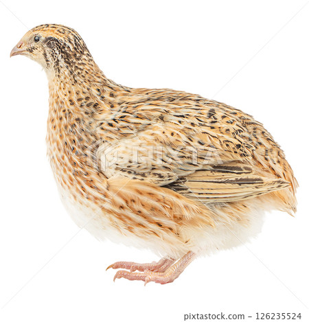 Quail isolated a white background concept of ecological farm products 126235524
