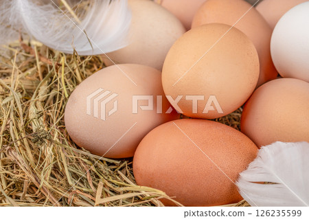 Raw Organic eggs in a nest on a straw pillow. top view Raw Organic eggs in a nest on a straw pillow. top view 126235599