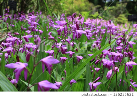 西蘭花園 西蘭花園 126235621