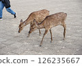 Play with deer 126235667