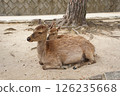 Deer resting in the park 126235668