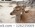 Staring deer 126235669