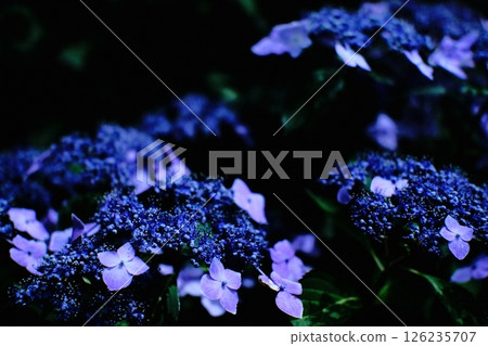 盛開的藍色繡球花 126235707