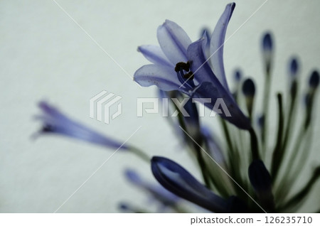 藍色百子蓮 藍色百子蓮 126235710