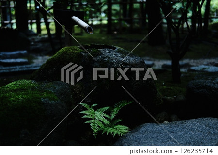 茶園裡的水鈴 126235714