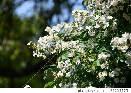 Wild rose (Rosa multiflora) 126235775