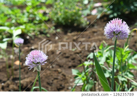 Allium 126235789