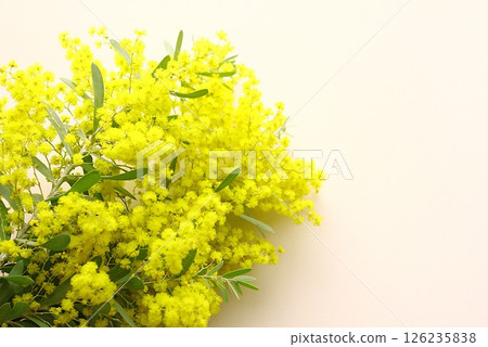 beautiful mimosa flowers 126235838