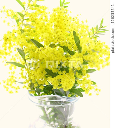 美麗的含羞草花 美麗的含羞草花 126235841
