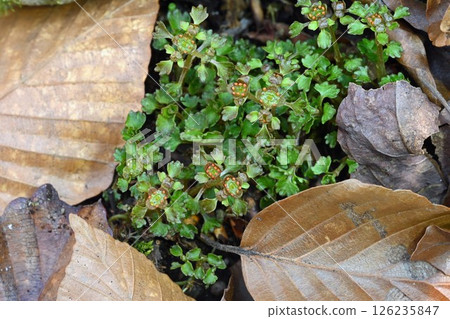 虎耳草科（Saxifragaceae）屬春季開花的虎耳草科植物 126235847