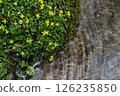 Yellow-flowered cat's-eye plant of the Saxifragaceae family that blooms in spring 126235850