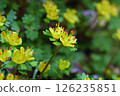 Yellow-flowered cat's-eye plant of the Saxifragaceae family that blooms in spring 126235851