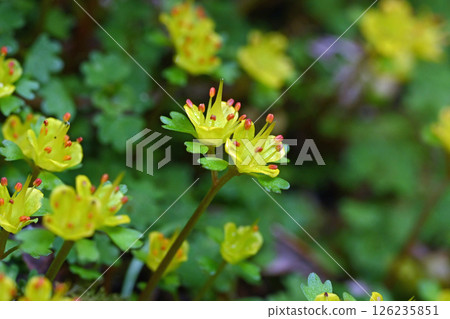Yellow-flowered cat's-eye plant of the Saxifragaceae family that blooms in spring Yellow-flowered cat's-eye plant of the Saxifragaceae family that blooms in spring 126235851