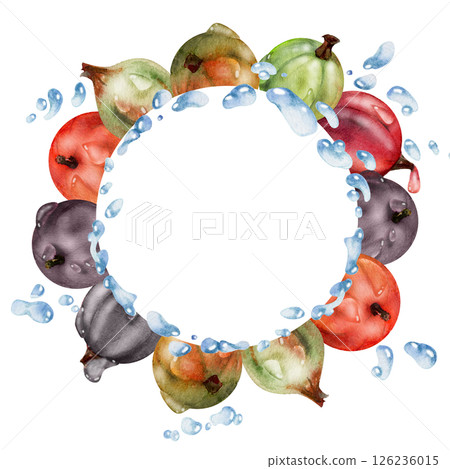 Currant gooseberry closeup in water splash with dew drops, ripe garden berry juneberry casseille jostaberry hand drawn in watercolor. Isolated wreath frame. Organic food drink, fresh grocery store 126236015