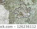 Lichen growing on beech bark 126236112