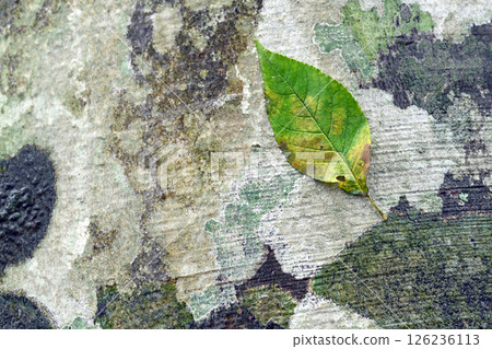 Lichen growing on beech bark 126236113
