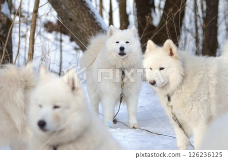 Very hairy sled samoyed dog on snow 126236125
