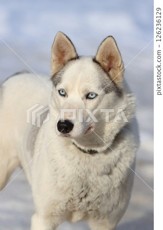 Interesting sled siberian husky dog 126236129
