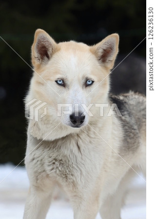 Interesting sled siberian husky dog 126236130