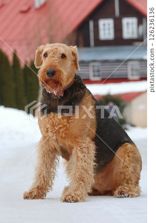 Very rare airedale terrier on snow Very rare airedale terrier on snow 126236136