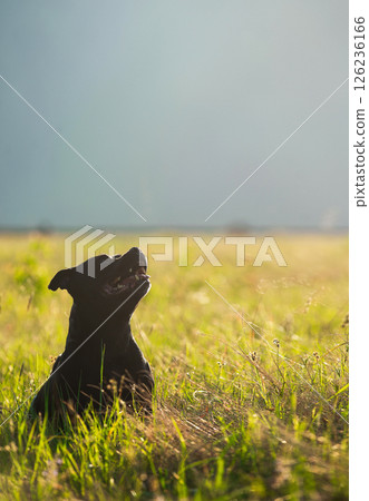 Black dog sitting sideways looking up, posing in green grass. The Staffordshire Bull Terrier is a friendly, obedient and joyful pet. Pet products promotion banner, pet care, pet food Black dog sitting sideways looking up, posing in green grass. The Staffordshire Bull Terrier is a friendly, obedient and joyful pet. Pet products promotion banner, pet care, pet food 126236166