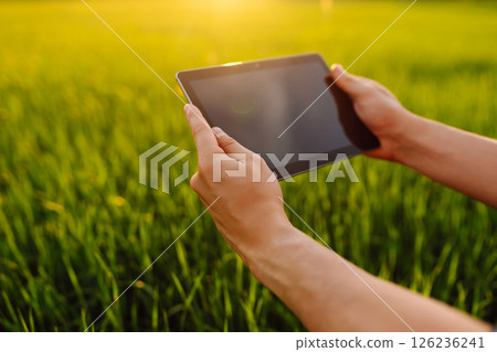 Close-up of the hands of farmer with digital tablet, checking quality of wheat growth in green field Close-up of the hands of farmer with digital tablet, checking quality of wheat growth in green field 126236241