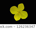 Spring-blooming poppy flower 126236347
