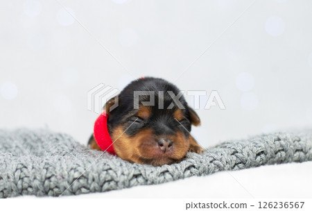 Portrait of newborn puppy yorkshire terrier purebred, black dog pet, cute face sleeping, veterinary medicine concept, pet care, pet products, advertising banner 126236567