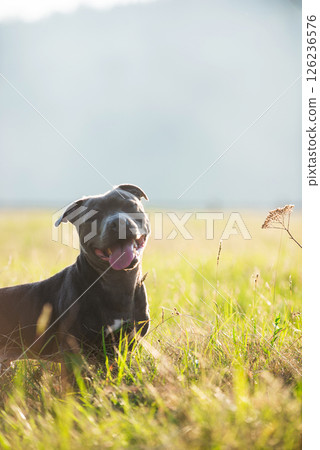 Lovely smiling grey dog posing in the green grass. Staffordshire Bull Terrier, with a delightful smile, friendly, obedient and joyful pet. Advertising banner of pet supplies, grooming, pet food Lovely smiling grey dog posing in the green grass. Staffordshire Bull Terrier, with a delightful smile, friendly, obedient and joyful pet. Advertising banner of pet supplies, grooming, pet food 126236576