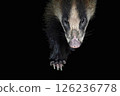 The Japanese badger is a wild animal that lives in Japan. 126236778