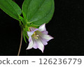 Flowers of the Gentianaceae family, Gentianaceae genus 126236779