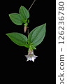 Flowers of the Gentianaceae family, Gentianaceae genus 126236780