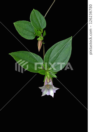 龍膽科、龍膽屬的花 126236780