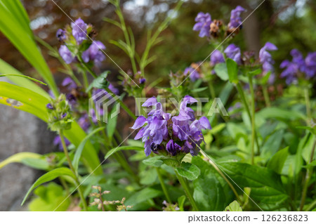 In a quiet forest where purple pitcher plants bloom In a quiet forest where purple pitcher plants bloom 126236823