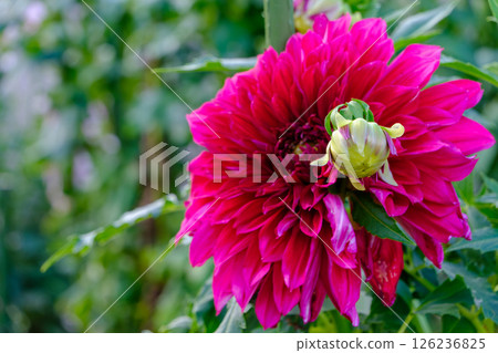 美麗的夏日花園，盛開著深紅色的大麗花 126236825