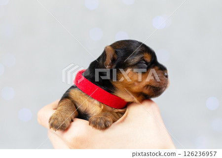 purebred puppy, pet sleeping on human hand, portrait of newborn black Yorkshire Terrier puppy, dog is man's best friend, veterinary medicine concept, pet care, pet products, advertising banner purebred puppy, pet sleeping on human hand, portrait of newborn black Yorkshire Terrier puppy, dog is man's best friend, veterinary medicine concept, pet care, pet products, advertising banner 126236957
