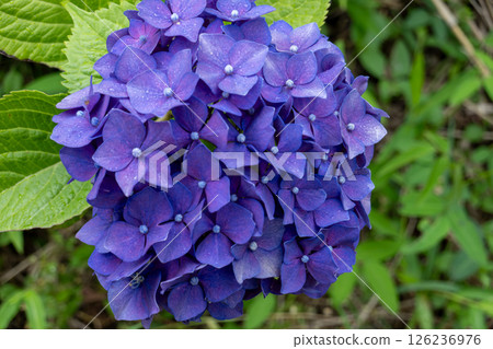 雨季花園，盛開著鮮豔的紫色繡球花 126236976