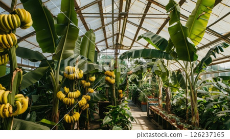 Banana plants flourish with ripe fruit in a sunny greenhouse filled with tropical greenery and vibrant leaves. Banana plants flourish with ripe fruit in a sunny greenhouse filled with tropical greenery and vibrant leaves. 126237165