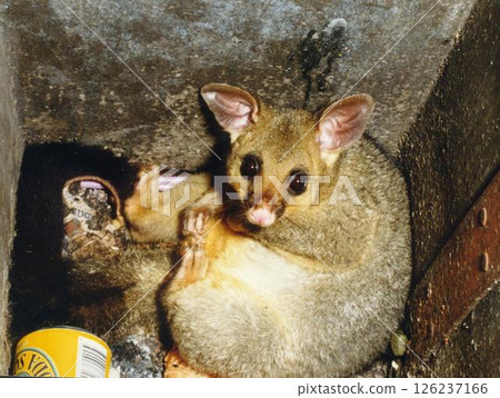 負鼠 負鼠 126237166