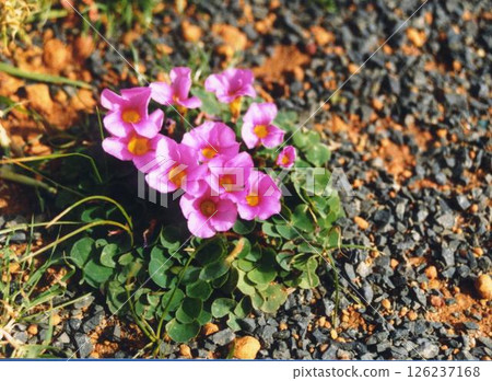 野生名花 126237168