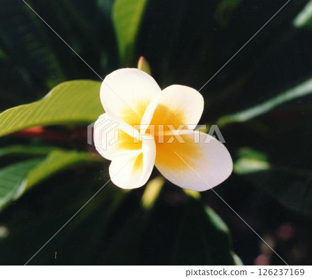 盛開的雞蛋花 126237169